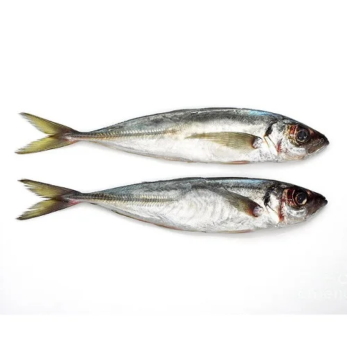 オランダからの冷凍ニシン大西洋魚 Buy 缶詰ニシン魚 大西洋ニシン魚販売のため 冷凍全体魚 Product On Alibaba Com