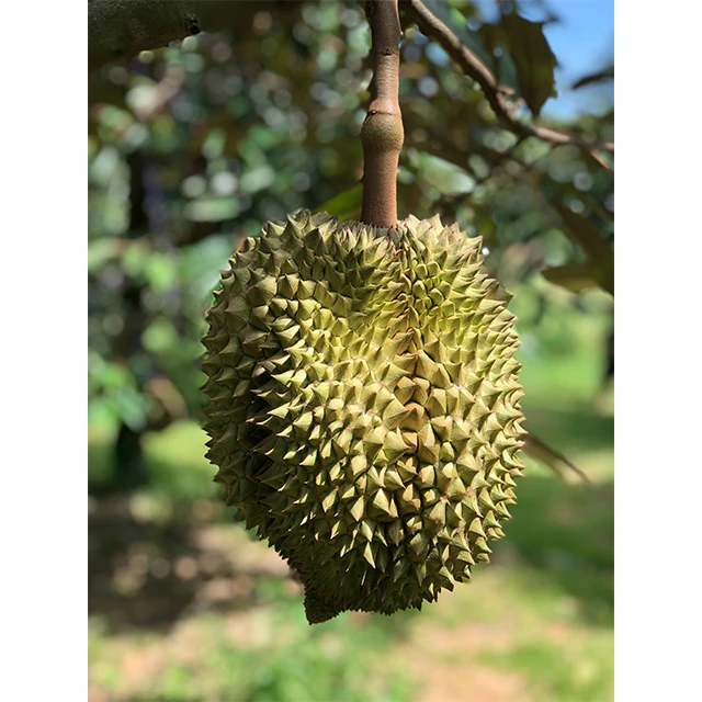 Fresh Super Delicious Taste Premium Quality Durian Whole Fruit Export