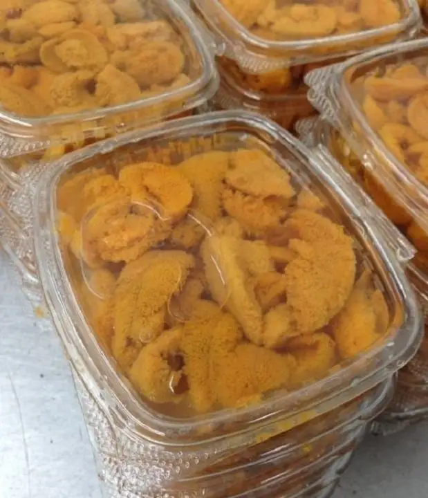 Sea Urchin Frozen Fresh For Wholesale / Frozen Sea Urchin Roe Buy