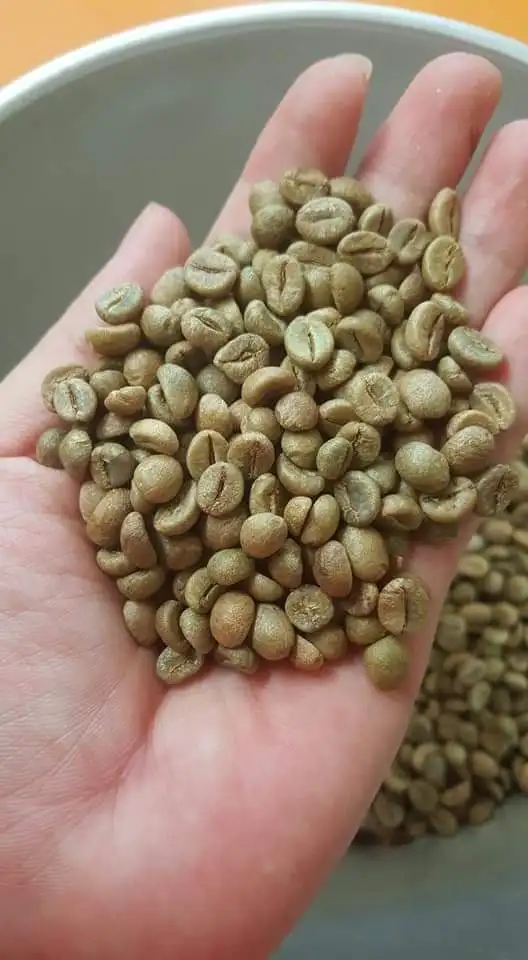 Зеленые кофейные зерна Robusta с высококачественным кофе из Вьетнама для экспортного рынка