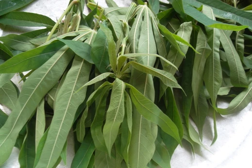 Дешевая цена на свежую маниоку из Вьетнама