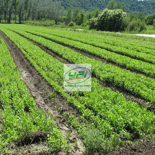 Fresh Coriander Leaves Exporters To Us Uk Uae Kuwait Srilanka Australia Nigeria Malaysia South Africa Singapore Buy Fresh Coriander Leaves Best Fob Price List Coriander Leaves Exporter To Saudi Arabia Philippines Canada Indonesia Fresh Natural Green