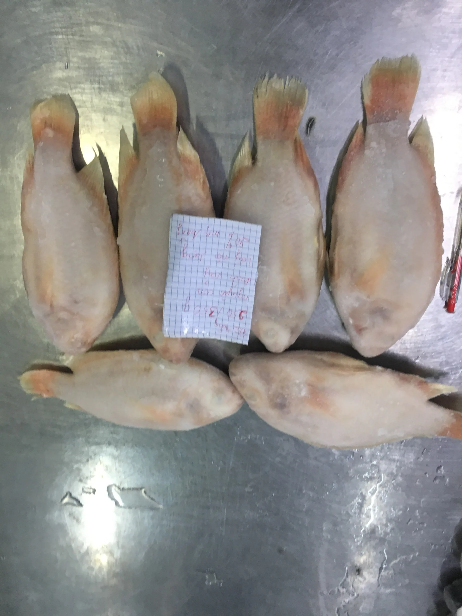 Seasonal Frozen Seafood Vietnamese Oreochromis Spp Red Tilapia Fish 2