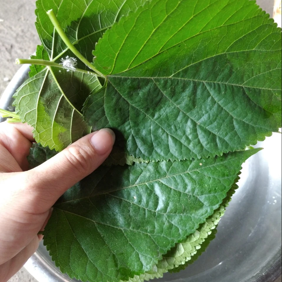 discounted mulberry bolsas