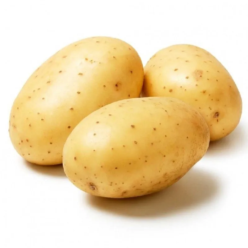 2021 New Fresh Holland Potato