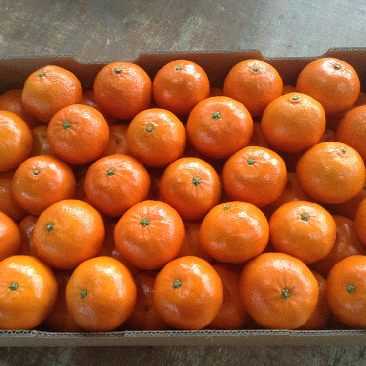 best quality fresh bulk mandarin orange / oranges mandarin