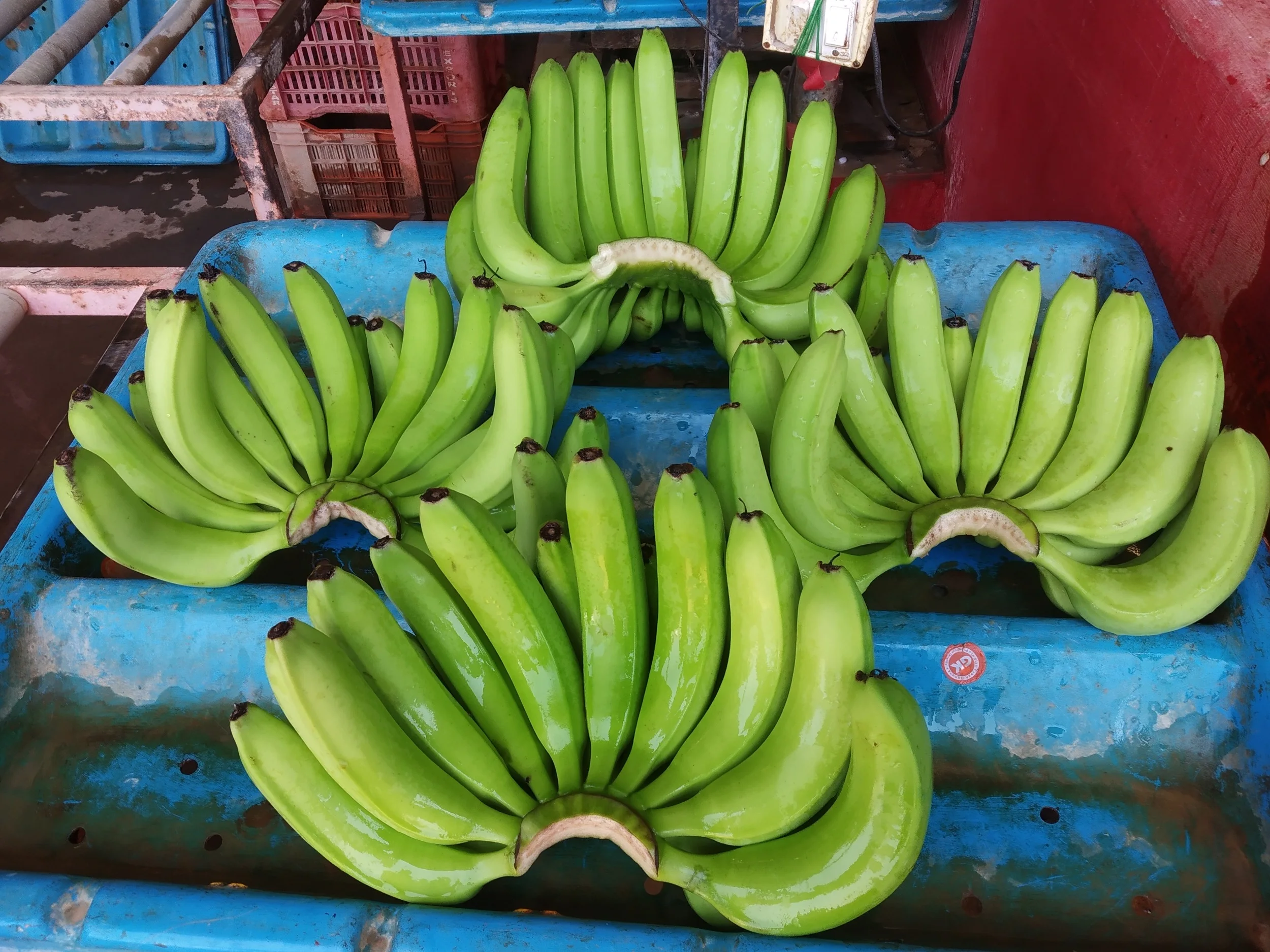 Кавендиш банан. Индийские бананы. Ферма бананов. Бананы экспорт. Бананы индийский бренди.