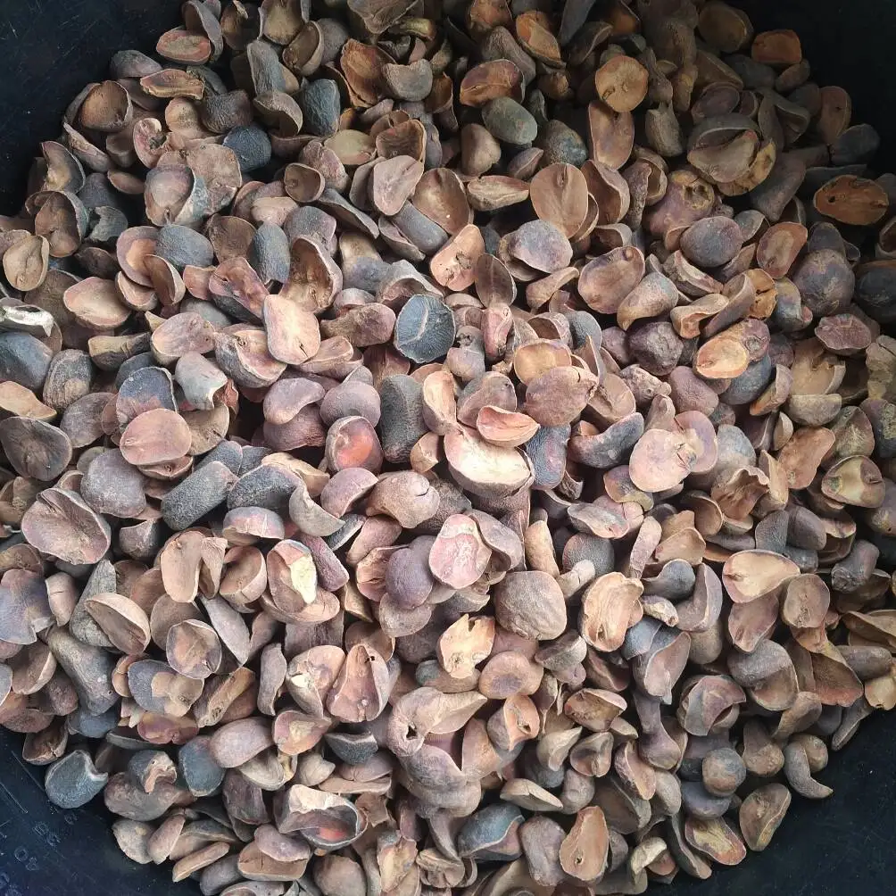 low price natural and pure kola nut low price cola nut from