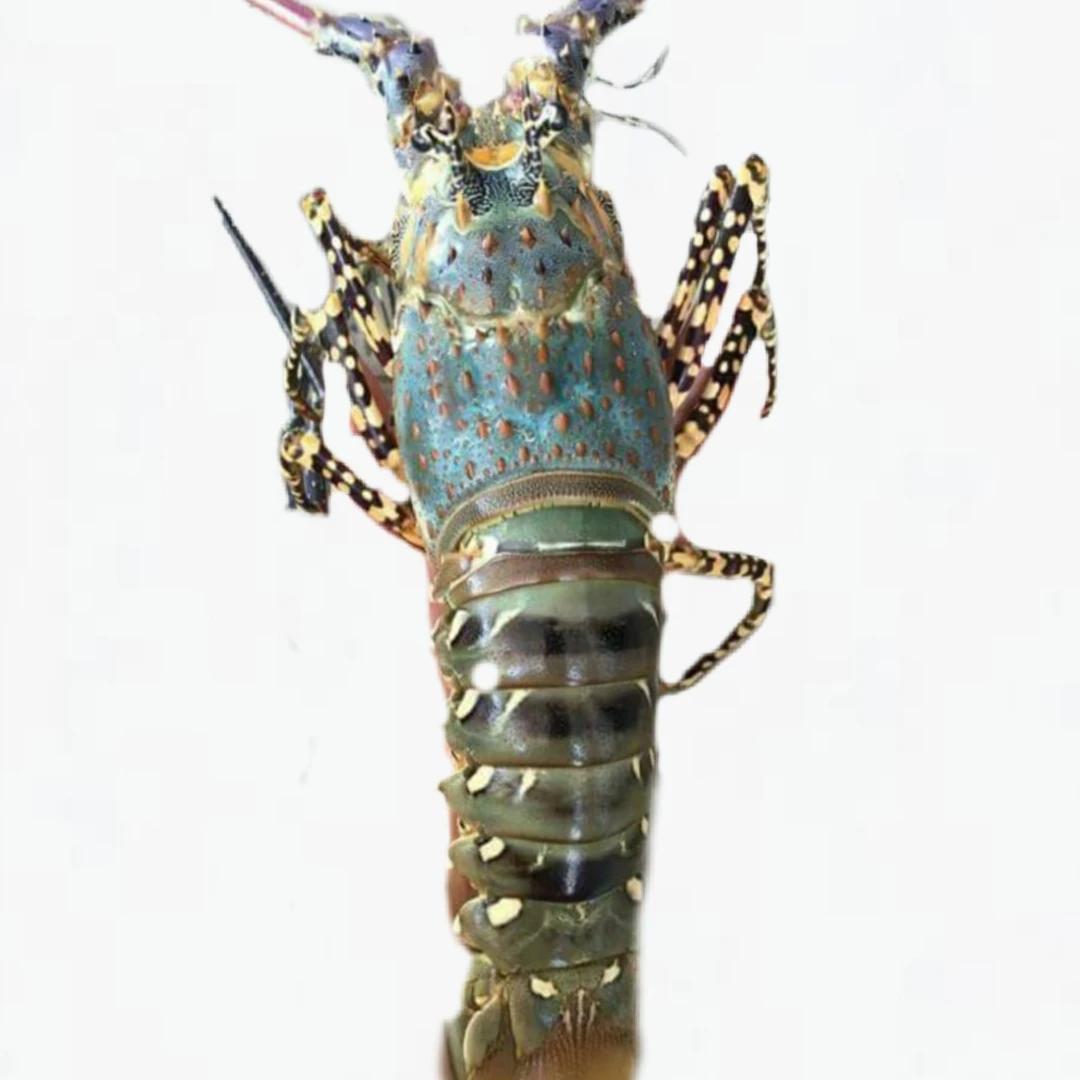 lobster t.jpg