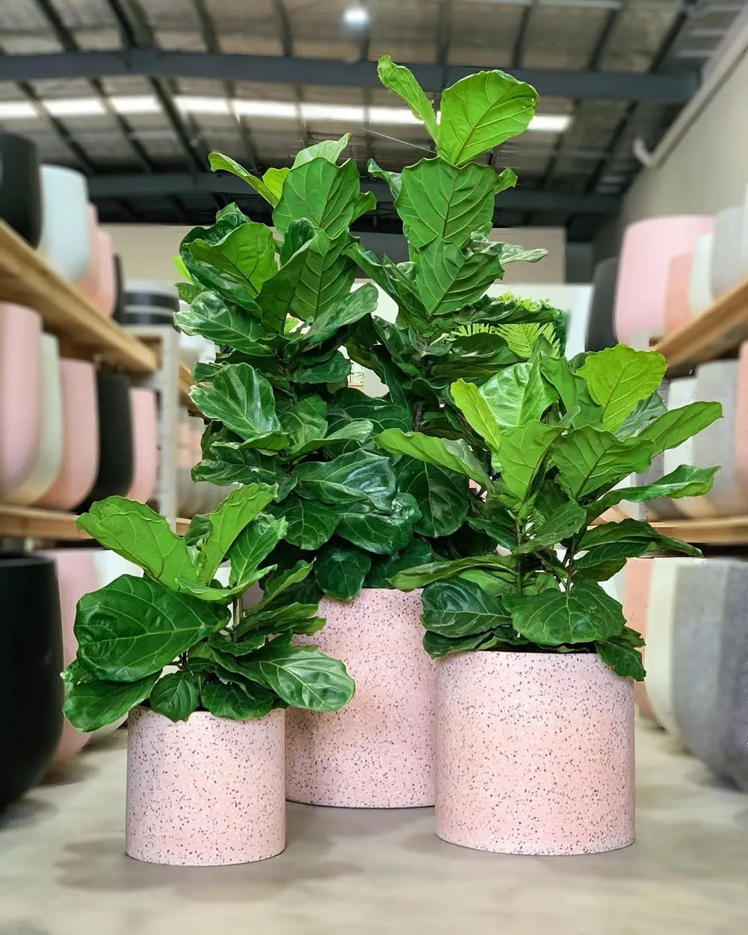 VASO IN CERAMICA per piante grasse domestiche vasi da interno piante da