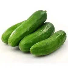 Vegetables Green Fresh Cucumber for Sale Best Price Style Small Weight Origin