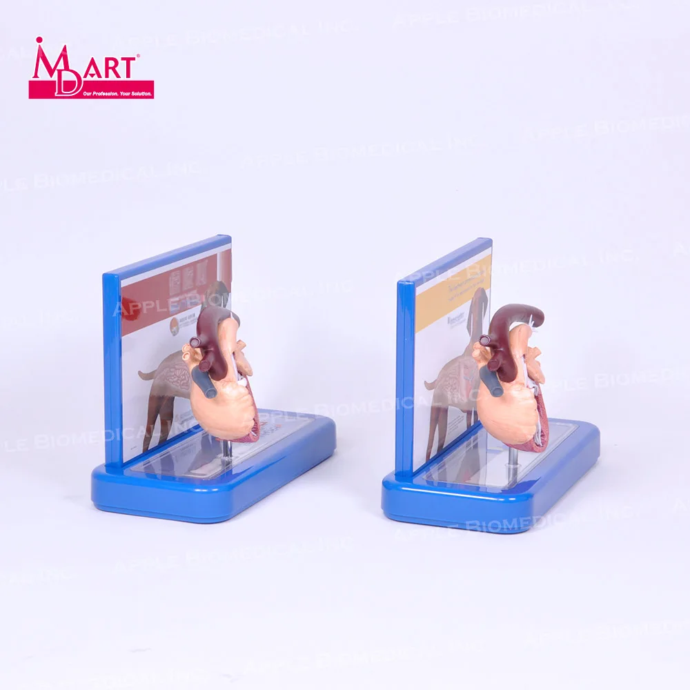 
 Ветеринарная модель для лечения сердечных заболеваний с паразитами и здоровым сердцем  