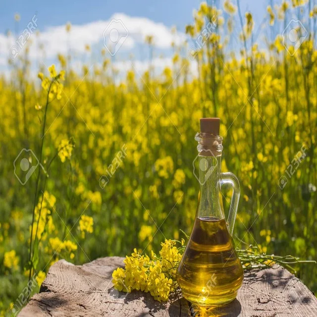 quality rapeseed oil/ canola oil for frying /cooking & seasoning