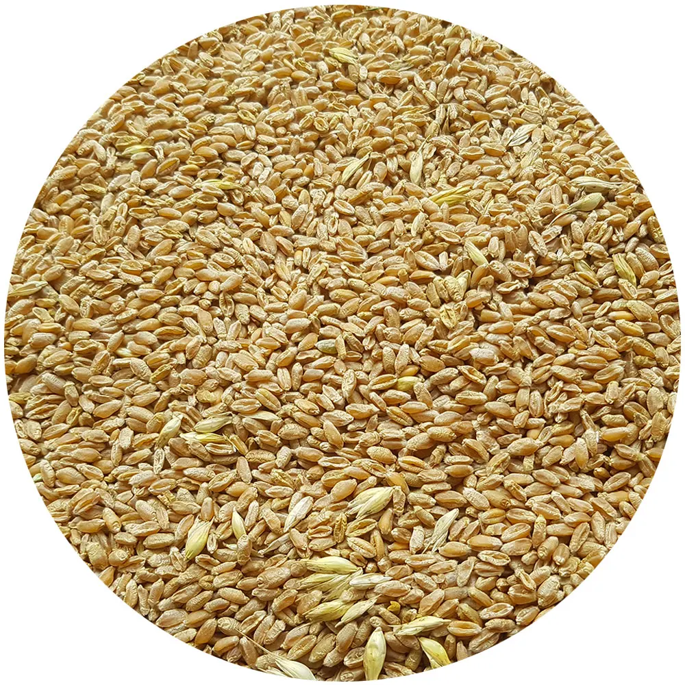 Пшеница букв и звуков