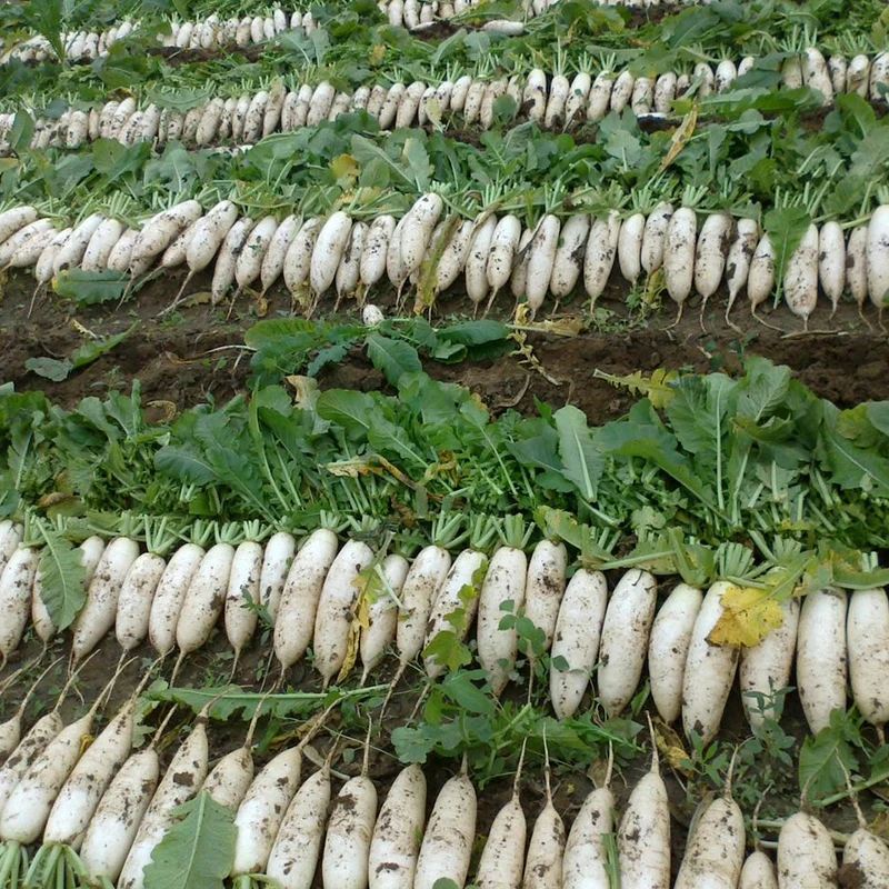 natural fresh white radish export quality wholesale