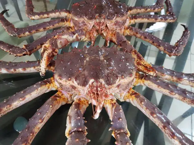 order live king crab