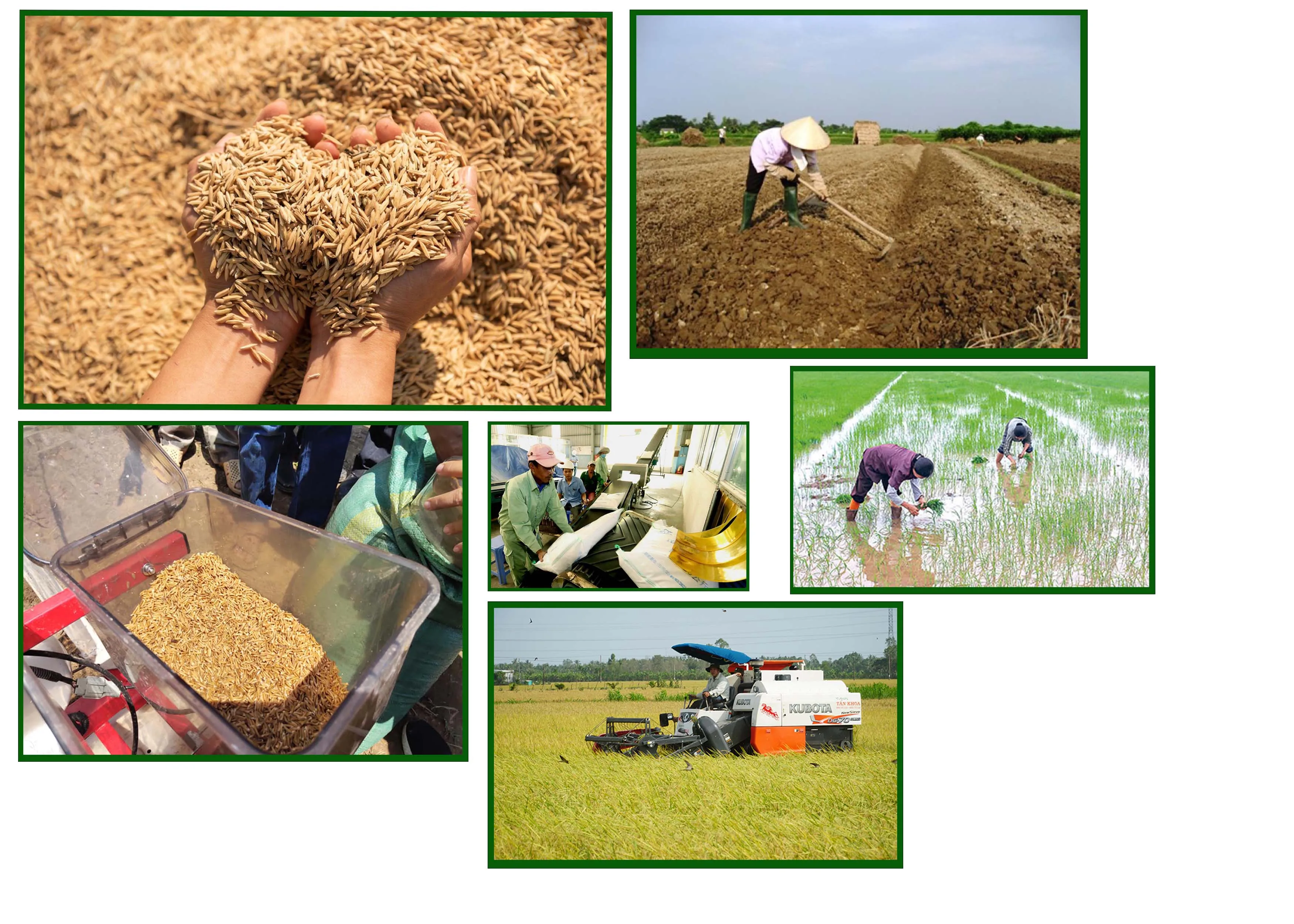Oem Premium Grade 100 Guarantee Vietnamese Rice Wholesale Organic Rice