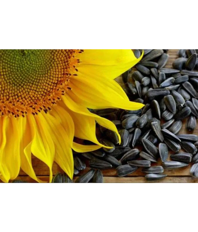 black oil sunflower seeds - buy black strawberry seeds,organic