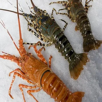 lobster frozen frozen lobster tail / fresh live cold water fresh