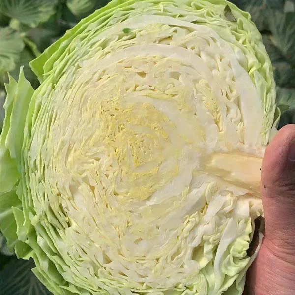 HLB1B.jpg