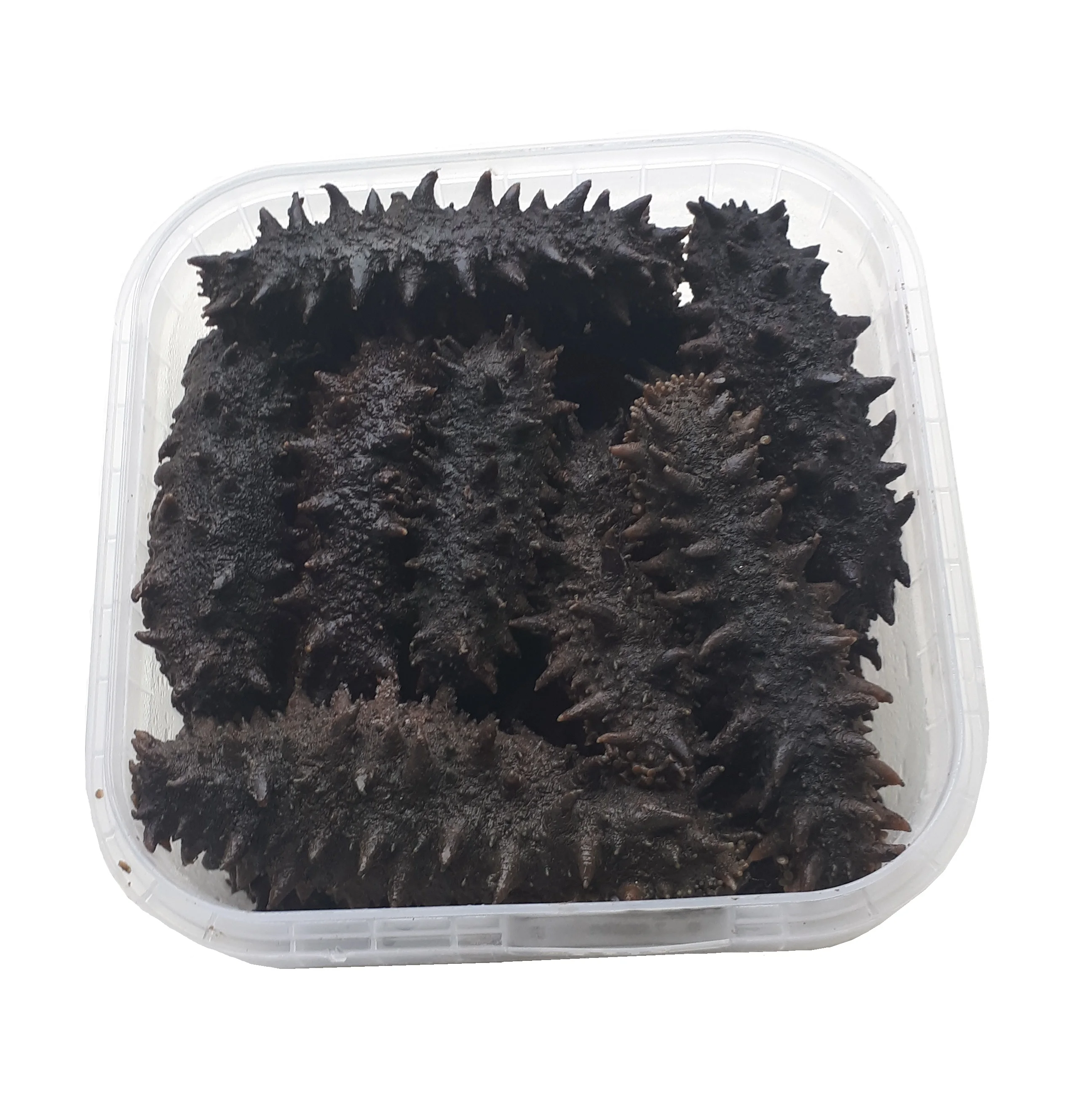 High Quality Natural Frozen Sea Cucumber Boiled And Salted Trepang Buy Sea Cucumber Buy Sea