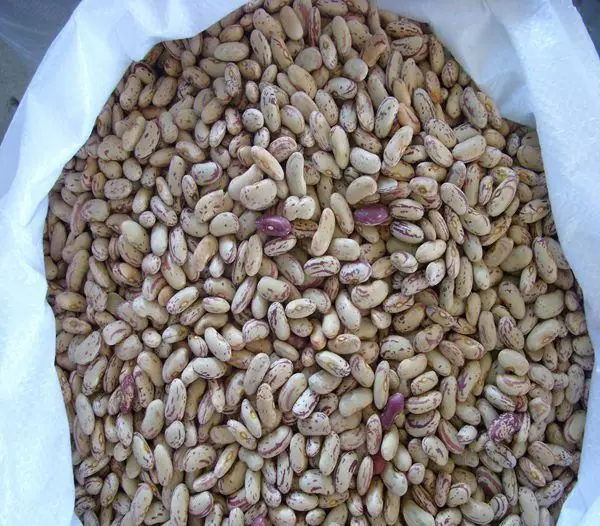 2021 quality light speckled kidney beans for sale