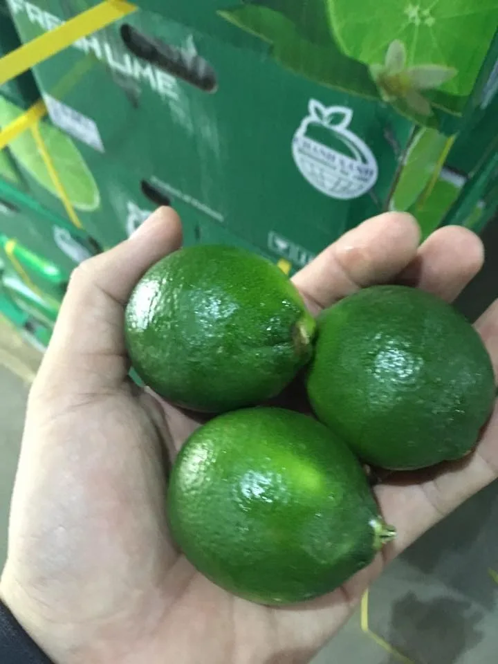 Fresh Lime Seedless Phytosanitary Certificate With Green Lemon Fresh Lime Citrus Fruits 6kg 7kg