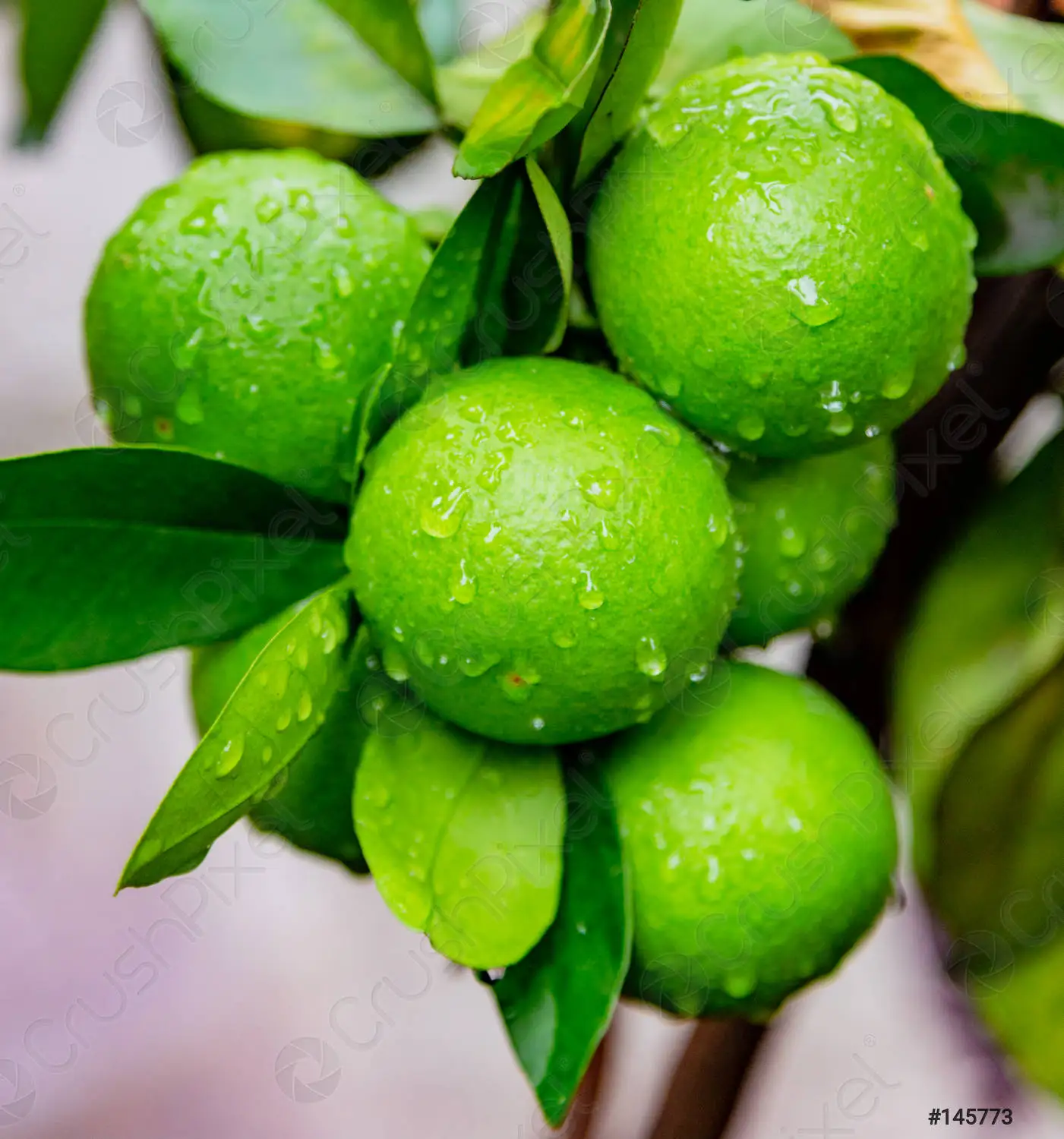 Lime Seed Less Seedless Lime - High Quality Green Lemons from Vietnam