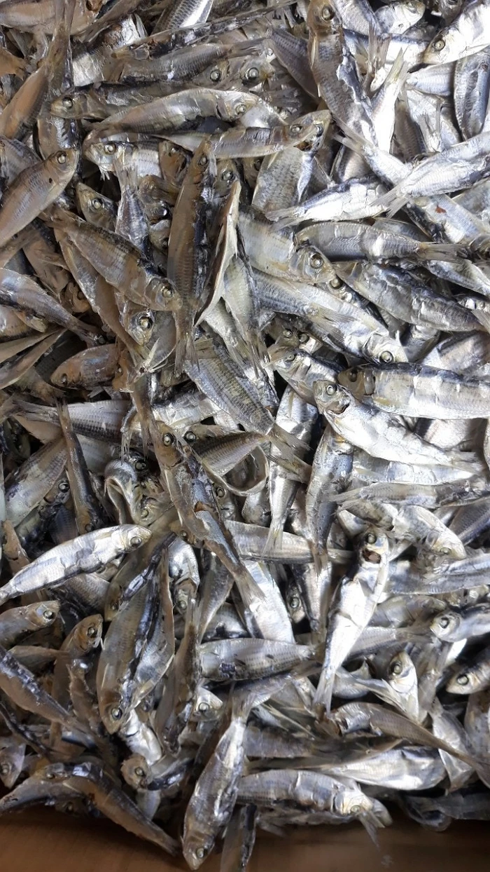 Dried Herring Fish Sardinella ( Sardinella Gibbosa )- Dried Sardine ...