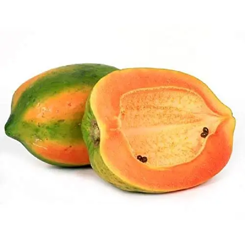 fresh papaya / papaya fruit price / fresh papaya fruit available