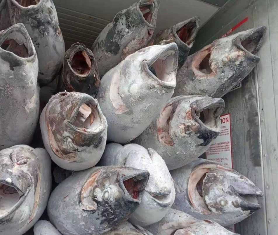 Sea Frozen Yellow Fin Tuna Gg Buy Yellowfin Tuna Gg,Yellowfin Tuna,Yellowfin Tuna Price