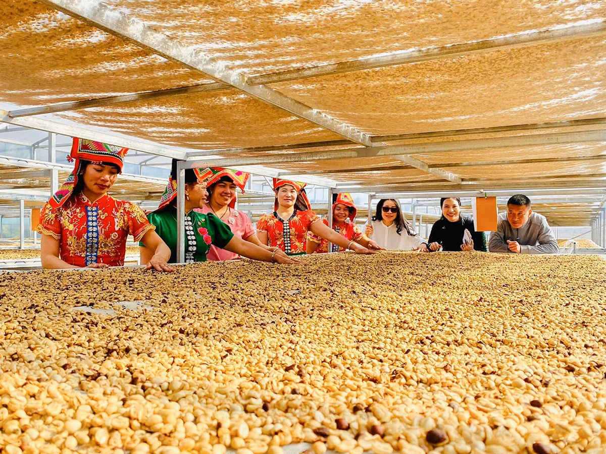 Small Order Accepted 2kg Ready for Shipping Vietnamese Green Coffee Bean Arabica with Wholesale Price Fully Wash Process