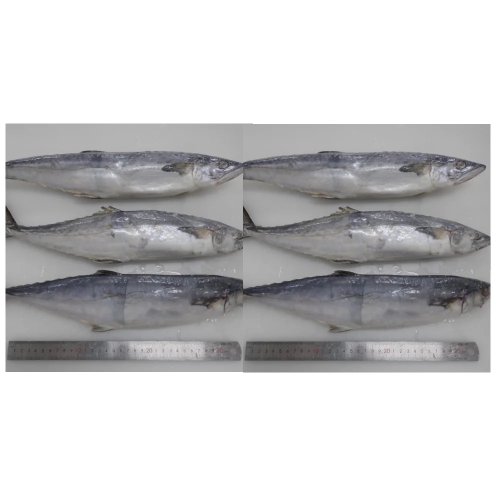 Frozen Spanish Mackerel Whole Round Buy Frozen Spanish Mackerel Whole Round,Spanish Mackerel