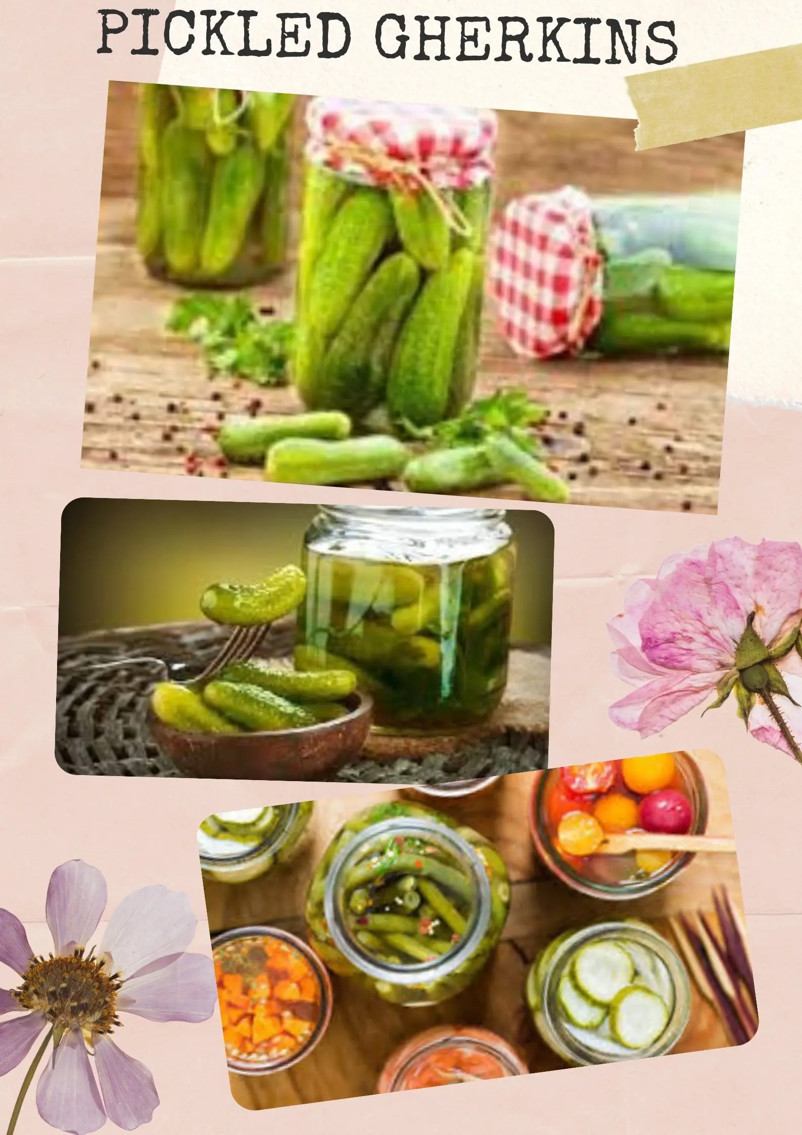 Pickled Gherkin Pickled Cucumber In Salted Picked Gherkin In Jar/tin