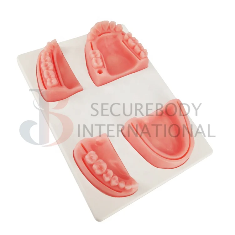 Dental Suture Dental Suture Practice Pad Teeth Practice