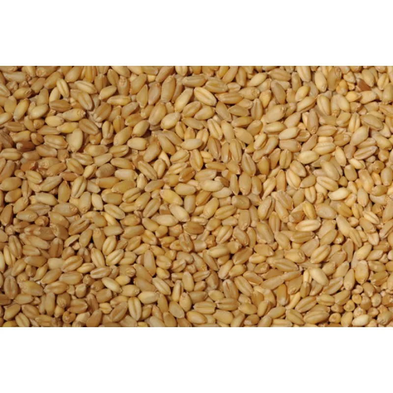 碾碎的干小麦种子 - buy bulgur wheat seeds,bulgur wheat seeds