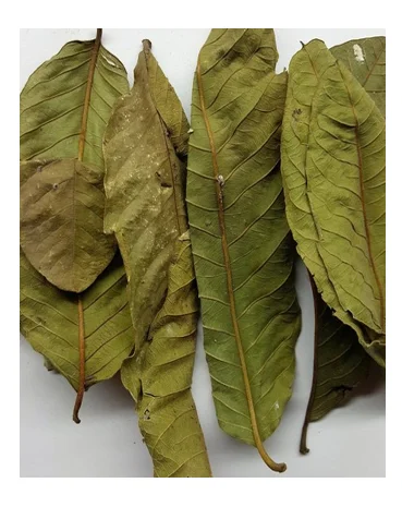 Сухие листья купить. Листья гуавы. Чай с листьями гуавы. Гуава сушеная. Зеленый чай с гуавой.