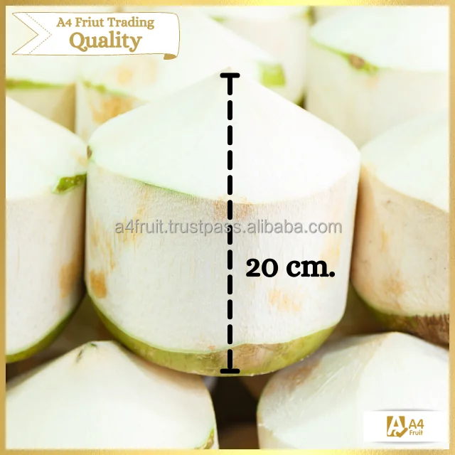 Fresh Coconuts 100 From Thailand Buy Fresh Coconut Importers In Thai