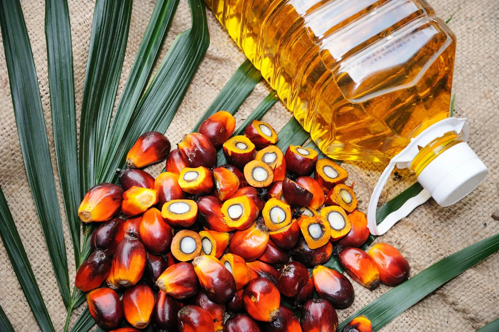 palm oil 01.jpg