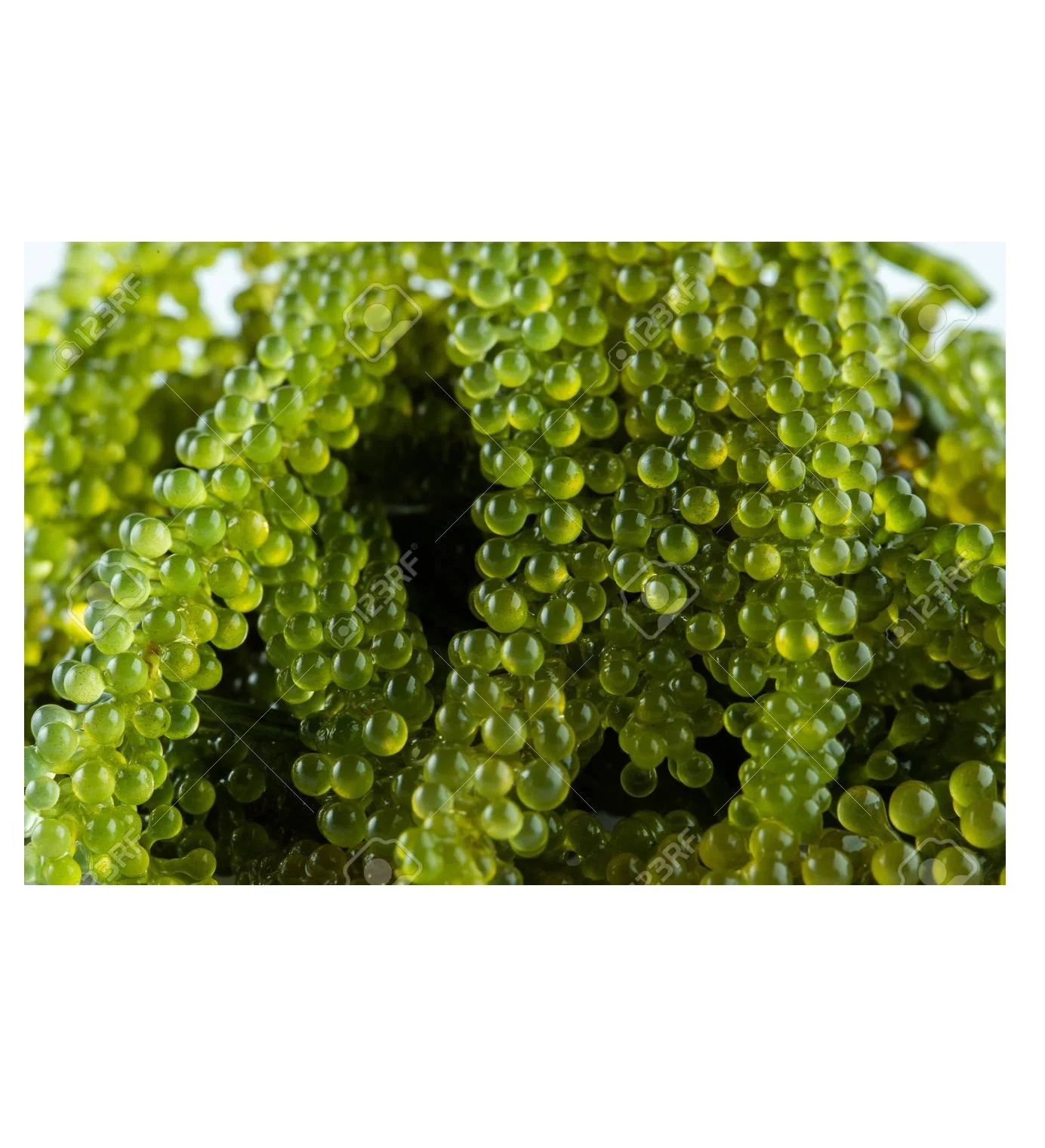 the supplier sea grape seaweed green caviar vietnam hydrated sea