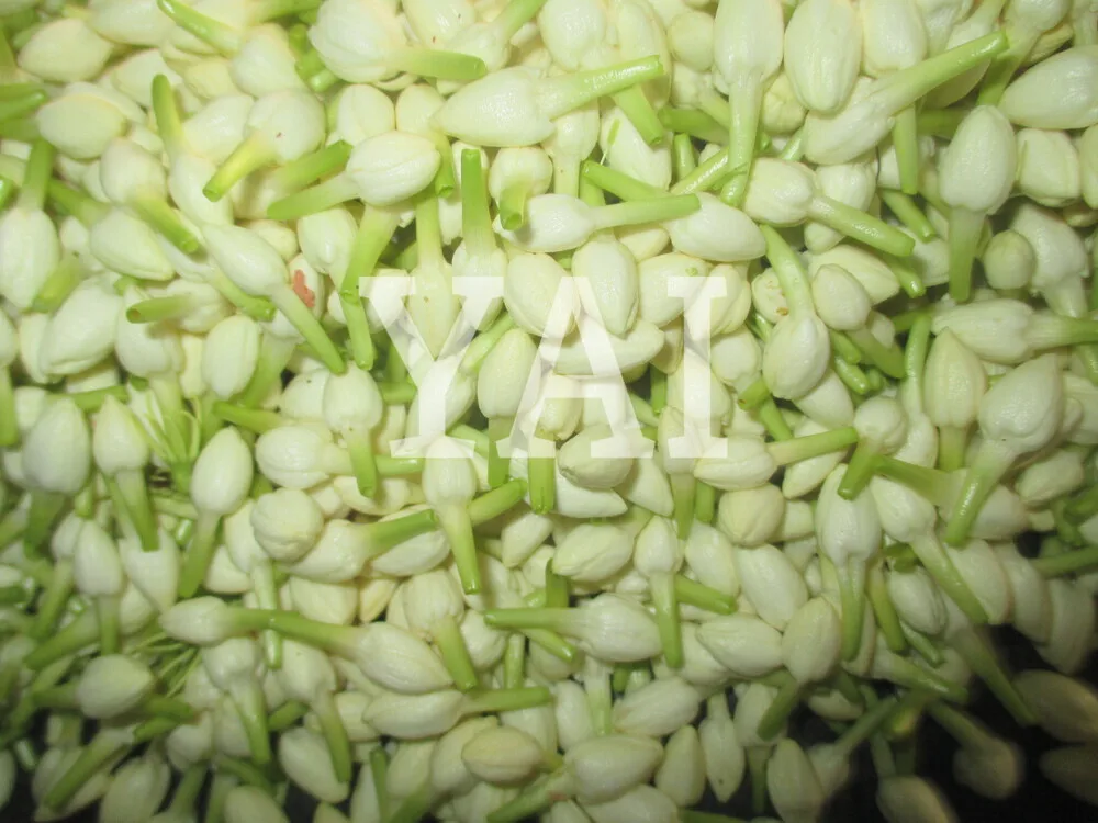 Fresh Cut Jasmine Flower Export To Malaysia,Singapore Buy Fresh Cut