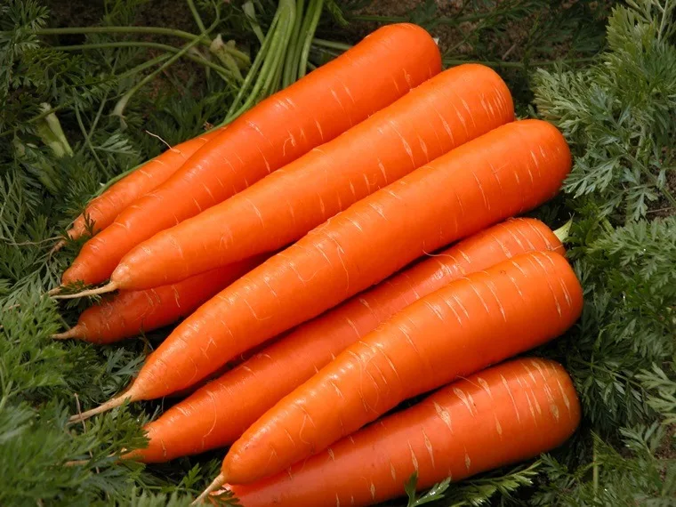 100- 150g vacuum packing whole carrots- healthy fresh vegetables