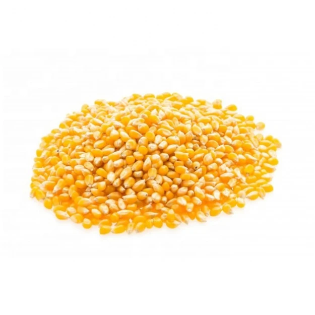 Non Gmo Yellow Corn for Animal Feed Brazil Origin Yellow Corn for Poultry AD Dried Yellow Corn for Feed