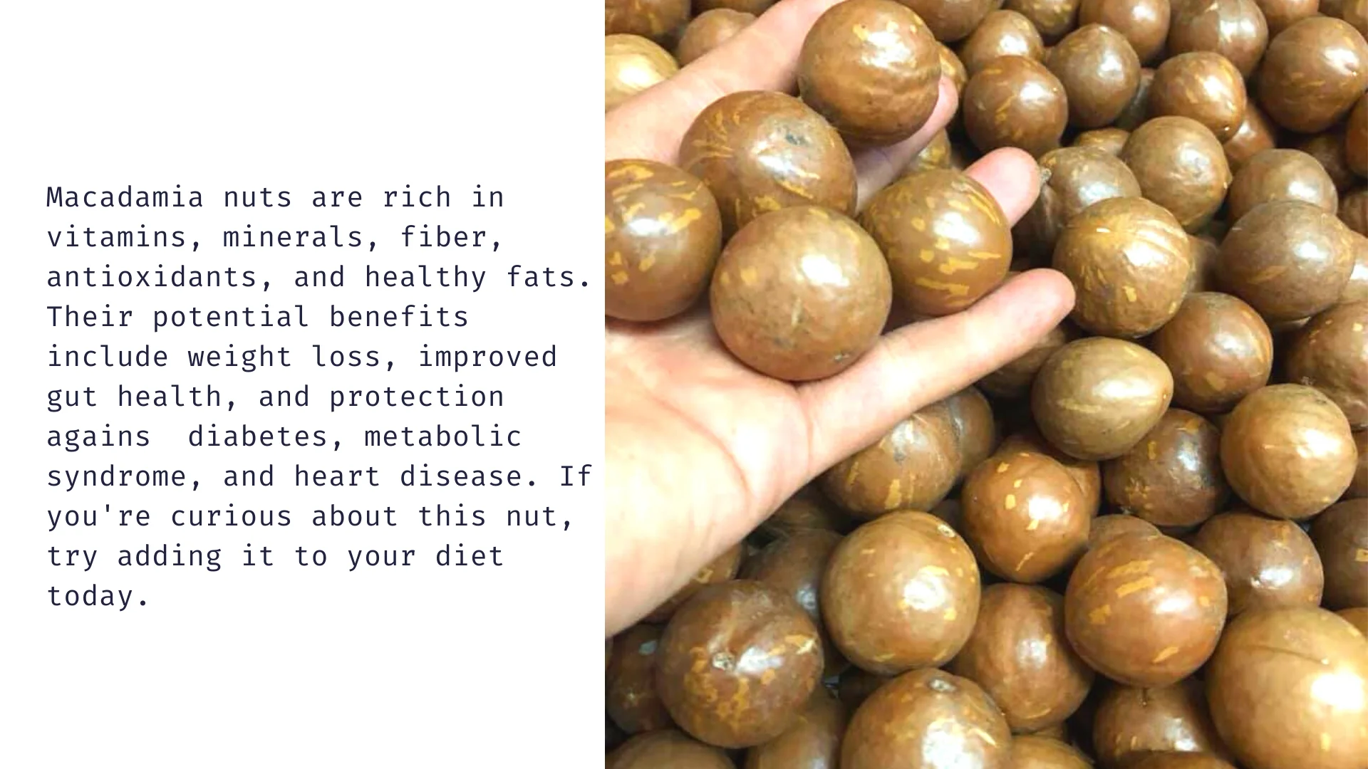 High Quality Natural Macadamia Nuts Premium Grade From Vietnam With