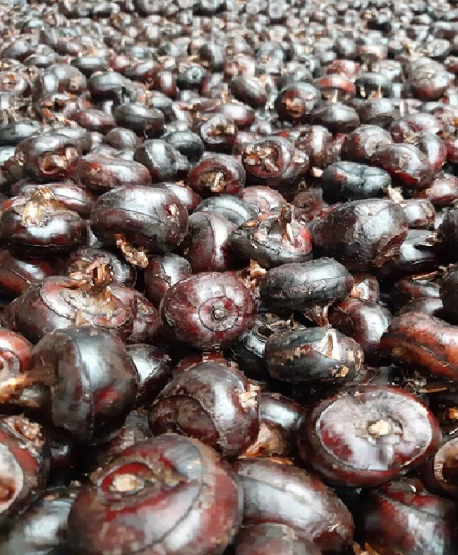 Fresh Water Chestnut For Sale From Vietnam,Contcat 0084963818434 Buy Water Chestnut Vietnamese
