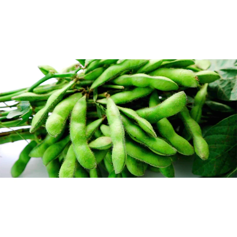 Good-Quality Edamame Frozen Green Soy Beans Wholesale Frozen Vegetables for Japanese Chain Shop