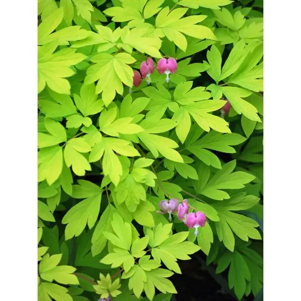 Dicentra Spectabilis Daun Emas Hati Berdarah Ukuran Menahun 1 Wadah Bunga Pink Mawar Buy Abadi Tanaman Hidup Tanaman Berbunga Product On Alibaba Com