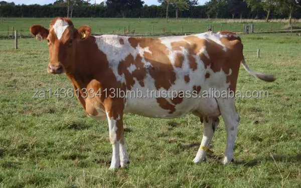 COW 2.jpg