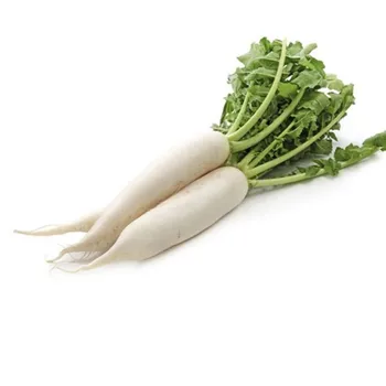 fresh white radish chinese white radish high quality