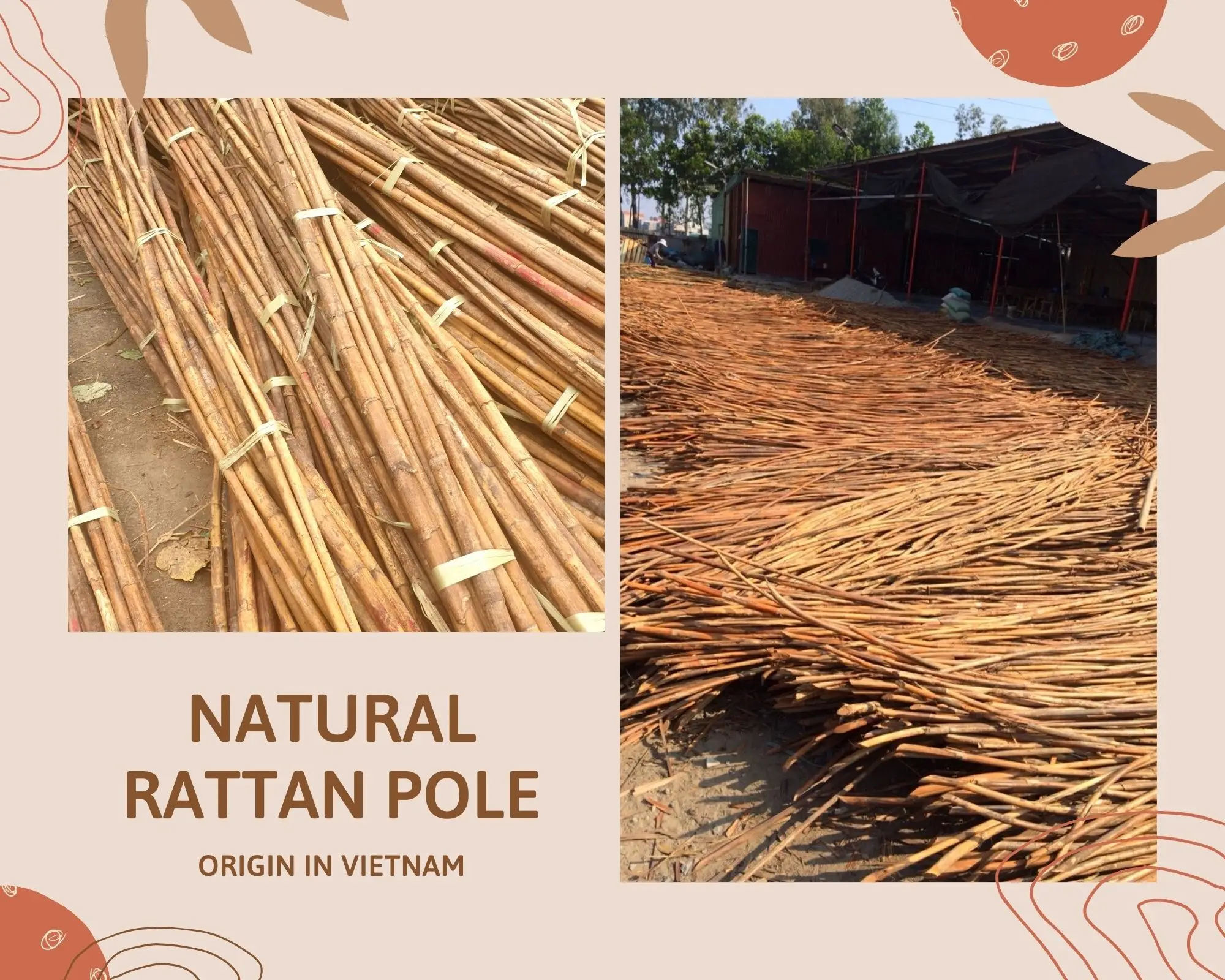 Rattan Bamboo Pole Polished/ Rattan Poles/ Rattan Poles Sticks Bamboo